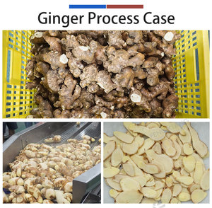 Ligne de traitement du gingembre personnalisée 1T/H, machine de lavage, de pelage, de blanchiment et de découpe du gingembre - Product Image 4