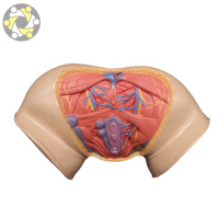 Modèle d'enseignement de l'anatomie humaine, système reproducteur féminin, périnée, utérus, sciences médicales