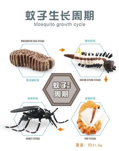 Modèle éducatif <span class=keywords><strong>de</strong></span> cycle <span class=keywords><strong>de</strong></span> vie des animaux pour l'apprentissage préscolaire, jouet <span class=keywords><strong>de</strong></span> simulation scientifique en plastique/PVC pour l'école - Product Image 2