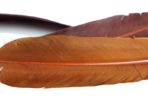 メープルの葉の装飾が施されたマルチカラーの七面鳥の羽の万年筆結婚式のサインペン用の1つのペンホルダー - Product Image 5