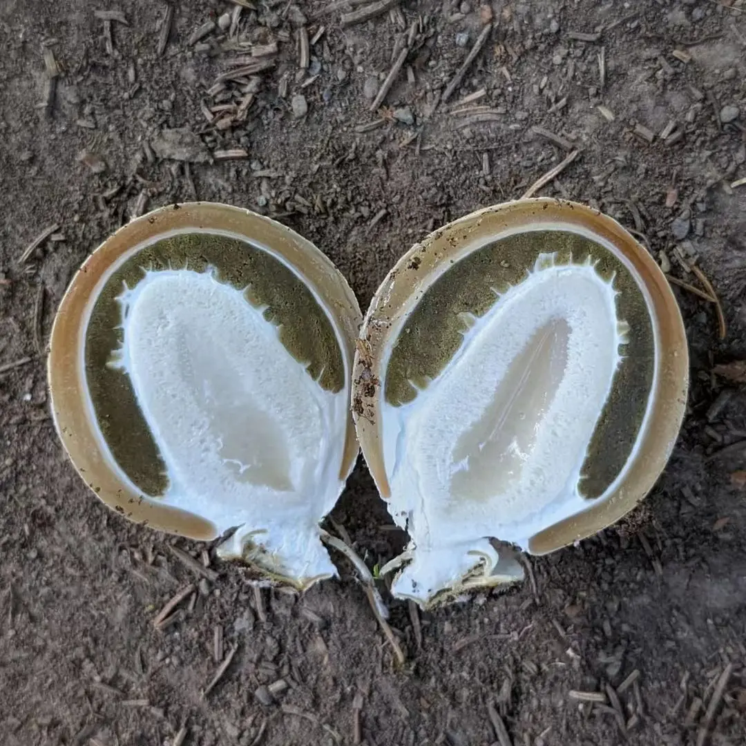 Dried Stinkhorn Eggs / Phallus Impudicus Mushroom Eggs / Witch's Eggs