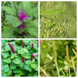 Herbicida Flucarbazona-sodio - 95% TC, 96% TC, 70% WDG, 75% WDG - Herbicida Postemergente para Campos de Trigo y Cultivos de Cereales - Product Image 2