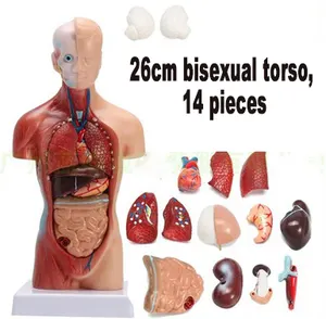 Medical model for biology Human anatomy 85cm male torso model for medical school