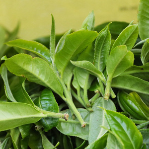 Té Negro en Hojas Sueltas, Crudo, Saludable y Adelgazante, en Bolsas y Cajas, Venta al Por Mayor, Directo <span class=keywords><strong>de</strong></span> Fábrica - Product Image 3