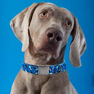 Bobo Rainbow Dog-Collier en métal réglable et durable pour petits et grands chiens - Product Image 5