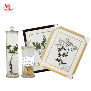 El herbario exhibe especímenes medicinales chinos que son fáciles de observar e identificar, incluyendo especímenes preservados y crudos. - Product Image 1