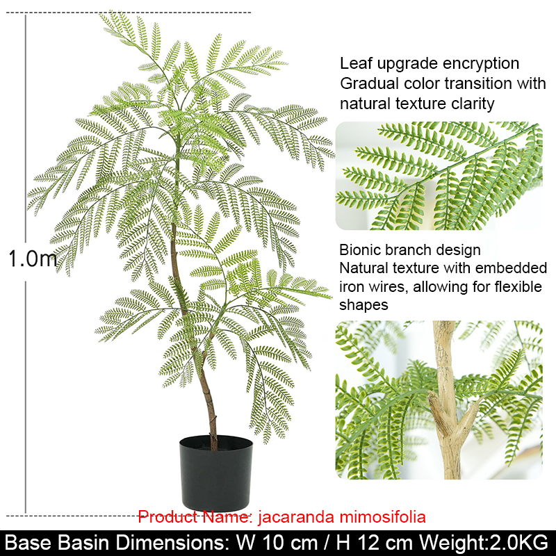 Jacaranda mimosifolia 110 cm