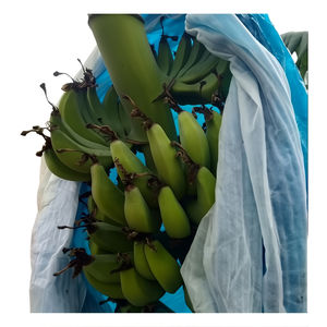 ถุงคลุมกล้วยชนิดพิเศษสำหรับการเกษตร ทำจา<span class=keywords><strong>ก</strong></span>โพลีเอทิลีนสีน้ำเงิน <span class=keywords><strong>ก</strong></span>ันน้ำ ทนทานต่อ<span class=keywords><strong>ก</strong></span>ารเสื่อมสภาพ คุณภาพพรีเมียมสำหรับ<span class=keywords><strong>ก</strong></span>ารปกป้องผลไม้ - Product Image 4