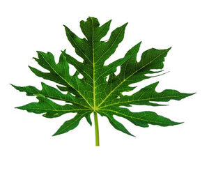 Hojas de Papaya Naturales, Ingrediente Botánico para el Bienestar Herbal, Remedios Ayurvédicos, Apoyo a la Desintoxicación, Preparaciones de Té Herbal - Product Image 1