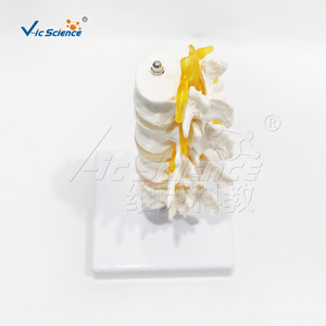 Modèle à quatre vertèbres ; modèle d'anatomie squelettique humaine - Product Image 3