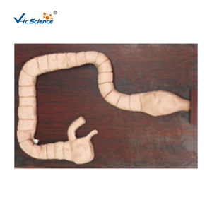 Modelo de <span class=keywords><strong>Enteroscopia</strong></span> para Entrenamiento, Modelo de Enfermería en Venta - Product Image 1