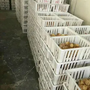 Yüksek kaliteli plastik bebek civciv ördek ördek yavrusu sandık kümes hayvanları plastik taşıma kutusu civciv kutusu