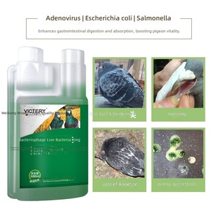Medicina para Palomas, Phage Live Bacteria King, 500 ml/botella, para Inflamación Intestinal <span class=keywords><strong>en</strong></span> Palomas, <span class=keywords><strong>Heces</strong></span> Verdes Líquidas, Diarrea - Product Image 2