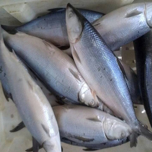 Cn Fugu Poissons Vendre Acheter Fugu Poissons Achat Direct Cn Des Entreprises A Partir D Alibaba Com