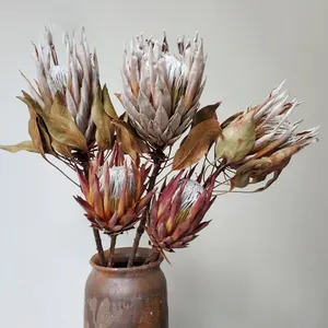 Venta al por mayor solo tallo seco Natural Emperador de Protea emperador Real Flor de flores de la boda