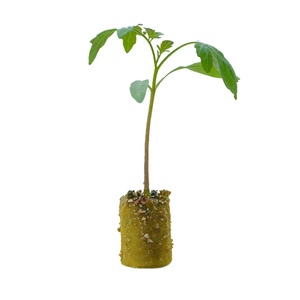 UPuper tomates hydroponiques légumes à feuilles propagation milieux de culture bouchons de démarrage de graines de laine de roche - Product Image 4
