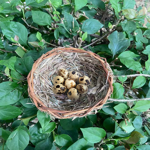 Nid d'oiseau tissé à la main en paille, décoration de jardin suspendue, ornement extérieur, 14x14x2.5cm, taille moyenne pour oiseaux - Product Image 1