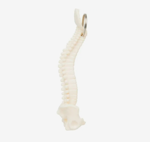 Porte-clés personnalisé <span class=keywords><strong>en</strong></span> forme de colonne vertébrale et de bassin, <span class=keywords><strong>cadeau</strong></span> promotionnel avec impression de logo <span class=keywords><strong>pour</strong></span> étudiant <span class=keywords><strong>en</strong></span> médecine, chiropraticien, <span class=keywords><strong>cadeau</strong></span> de remise de diplôme - Product Image 6