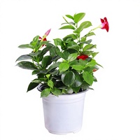 Tanaman Merambat Wandering Jew Vine, Berbunga Multi-Musim, Tanaman Merambat Merah Double Happiness, Bibit untuk Balkon, Dalam Ruangan, Empat Musim, Cina
