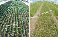 Meilleure vente céleri poireau oignon planteurs de légumes Machine moteur à essence entraînement propulsé à la main 6 Rowcarot's Planting Machine