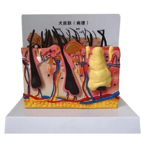 แบบจำลองกายวิภาคผิวหนังสุนัข แบบปกติและแบบผิวหนังเป็นโรค สำหรับ<span class=keywords><strong>การ</strong></span>สอนโรคผิวหนังสัตว์ - Product Image 2