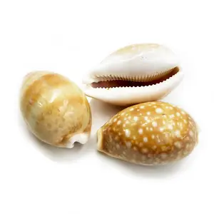 Wholesale Bohemian Natural Cowrie Shell Shape Loose Gemstone Yellow Conch Pendant Charms Seashells Jewellery from China