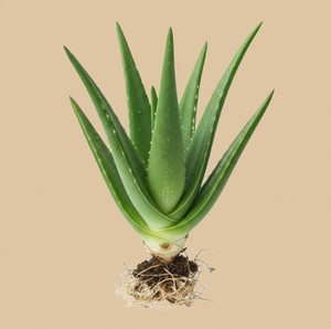 TW Aloe PDRN, Materia Prima Cosmética Derivada de Plantas, Polinucleótido, Ingrediente Activo para Reparación de Piel Sensible, Antienvejecimiento - Product Image 1