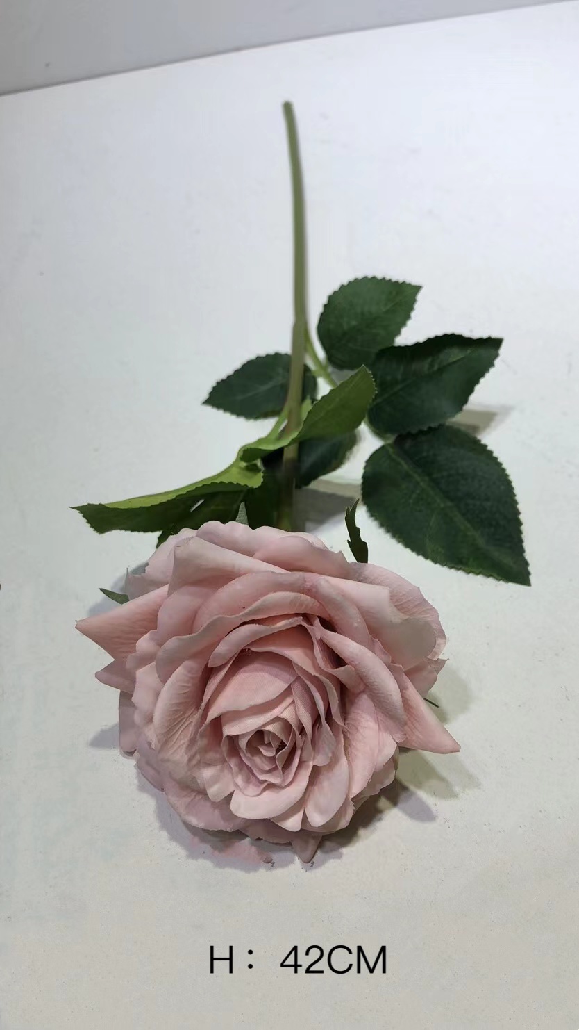 Rosa#5