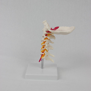 Modelo de Esqueleto Humano de PVC SCIEDU, 7 Vértebras Cervicales, Hueso Occipital, Recurso de Enseñanza para Ciencias Médicas - Product Image 3