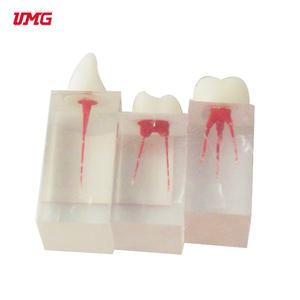 Tandheelkundige Wortel Endodontische Behandeling Tandmodel Voor Het Onderwijzen Van De Praktijk - Product Image 3