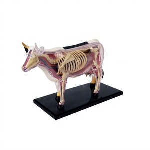 Modèle de dissection de vache transparente 4D Master avec 29 organes détachables pour équipement éducatif-<span class=keywords><strong>Apprentissage</strong></span> et <span class=keywords><strong>recherche</strong></span> - Product Image 4