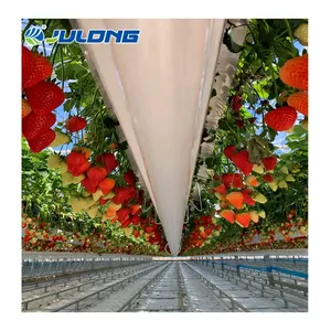 農業温室垂直農業水耕栽培イチゴ温室