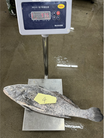 Nouveaux poissons croaker brun éviscérés et écaillés capturés fruits de mer chinois IQF