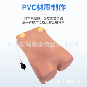 Modèle avancé d'examen de grossesse assisté par ordinateur avec auscultation du rythme cardiaque fœtal en quatre segments, palpation abdominale, et - Product Image 1