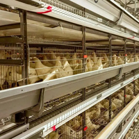 Projet clé en main personnalisé pour 30 000 poulets reproducteurs, aménagement ajustable de la poulailler, élevage avicole entièrement automatique