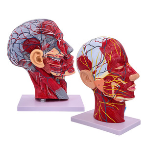 Modelo de cabeza y rostro humano con vasos sanguíneos cerebrales y nervios; anatomía del cuello; nervio facial, estructura de los vasos sanguíneos y los músculos. - Product Image 1