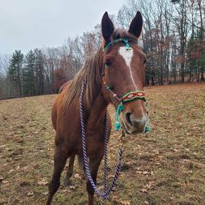 Hochwertiges Verstellbares Weiches Seilhalfter Gebisslose Zäumung Hackamore Pferdehalfter mit Diamant-Paracord-Umwicklung Geflochtenes Pferdehalfter - Product Image 6