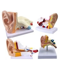 Modèle d'anatomie de l'oreille TIANLIAN en PET pour la formation médicale, structure externe/moyenne/interne de l'oreille