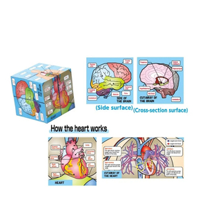 Juego de Órganos Humanos para Educación Temprana, Juguete Educativo de Ciencias para Estudiantes de <span class=keywords><strong>Primaria</strong></span> <span class=keywords><strong>y</strong></span> <span class=keywords><strong>Secundaria</strong></span>, Rompecabezas DIY, Juguetes Cognitivos - Product Image 4