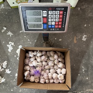 Aglio Fresco Raccolto 2026 ASN Senegal COC CI Pronto per Etichetta Francese Sacchetto a Rete Cartone per il Mercato Francopone dell'Africa Occidentale - Product Image 2
