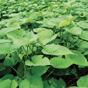 Meilleure vente de feuilles de patate douce congelées d'un fournisseur vietnamien digne de confiance des acheteurs mondiaux - Product Image 1