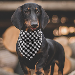 Bán Buôn Hoa Mô Hình Vật Nuôi Tùy Chỉnh Với Logo Thăng Hoa In Làm Mát Thoáng Khí Con Chó Quấn Khăn Cho Chải Chuốt - Product Image 4