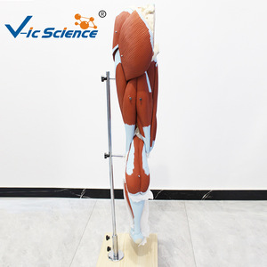 Modèle d'anatomie musculaire des membres inférieurs (13 parties), modèle pédagogique détachable des muscles de la jambe, modèle de démonstration pédagogique. - Product Image 4
