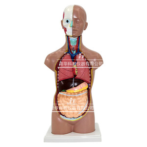 Modèle de structure du corps humain, simulation médicale, anatomie des organes internes, torse 3D détachable et assemblable, pour enfants - Product Image 4