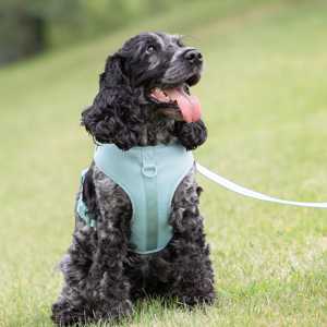 Vibrant Life Polyester & Spandex Adjustable Dog <b>Harness</b>, Blue, XS - Product Image 6