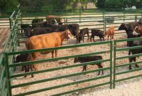 Premium 6 Rail Ganado Paneles Valla Caballo Oveja Stockyard Corral Panel Patio Esgrima Enrejado Puertas