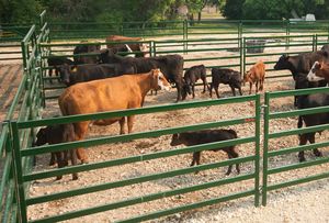 Premium 6 Rail Bétail Bétail Bétail Panneaux Clôture Cheval Mouton Bétail Corral Panneau Cour Clôture Treillis Portes - Product Image 3