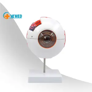 6x Vergroot Menselijk Oog Anatomisch Model Anatomisch Oogmodel Menselijk Oog Anatomie Voor Wetenschappelijke Display Onderwijsmodellen