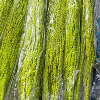 Amaranthus Kering Alami Grosir, Bunga Kering Gantung Multi Warna untuk Latar Belakang Pernikahan, Dekorasi Rumah, Rangkaian Bunga Boho