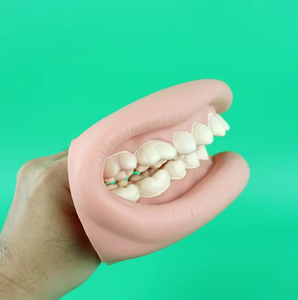 Modèle de dents scientifique médical de haute qualité de la marque Yulin YL15 pour la démonstration de la mastication et du brossage, meilleur prix avec option de protection - Product Image 4